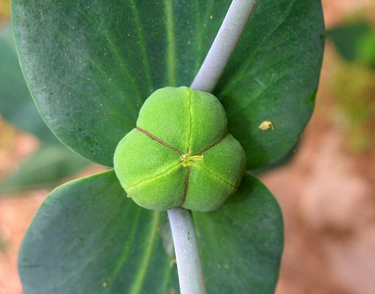 Euphorbia lathyris / Euforbia catapuzia